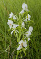 Habenaria linearifolia Maxim. resmi