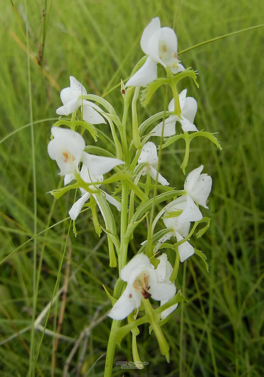 Habenaria linearifolia Maxim. resmi