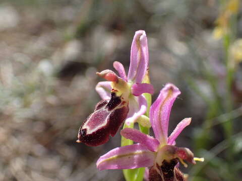 Image of Ophrys flavicans Vis.