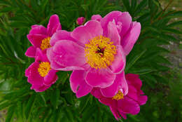 Plancia ëd Paeonia lactiflora Pall.