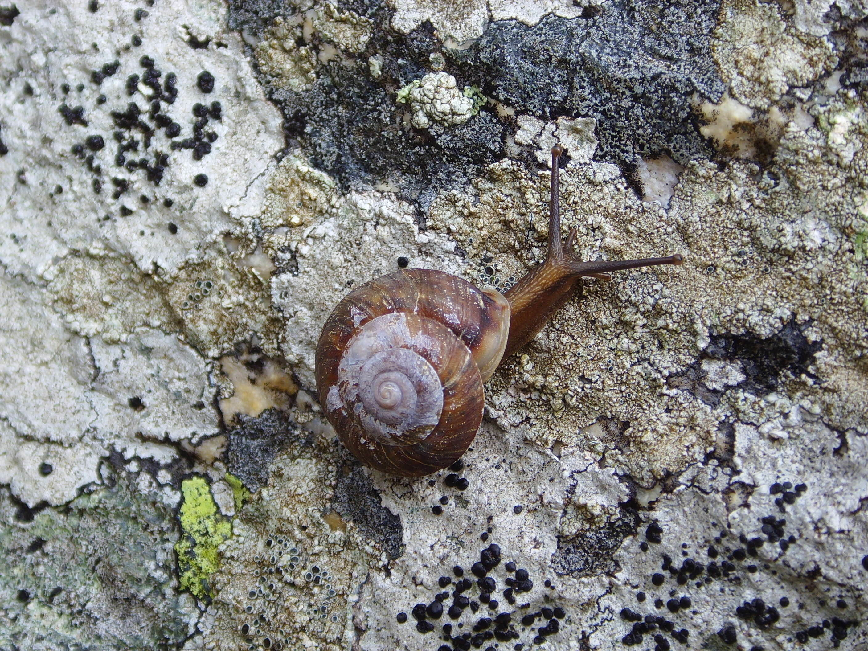 Imagem de Helicigona lapicida (Linnaeus 1758)