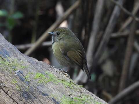 Image of White-gorgeted Flycatcher