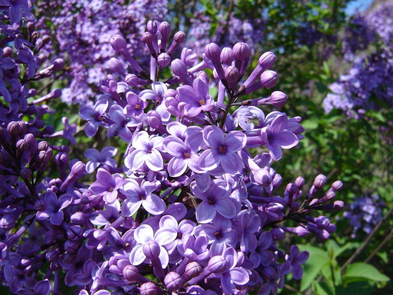 Image of Common Lilac