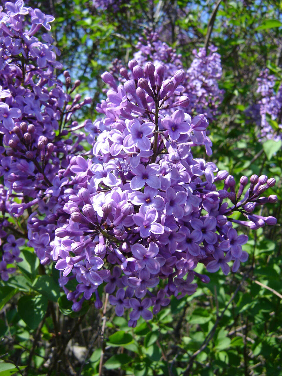 Image of Common Lilac