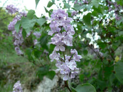 Image of Common Lilac