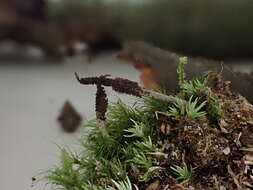 Image of Ophiocordyceps stylophora (Berk. & Broome) G. H. Sung, J. M. Sung, Hywel-Jones & Spatafora 2007