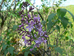 Image of Common Lilac