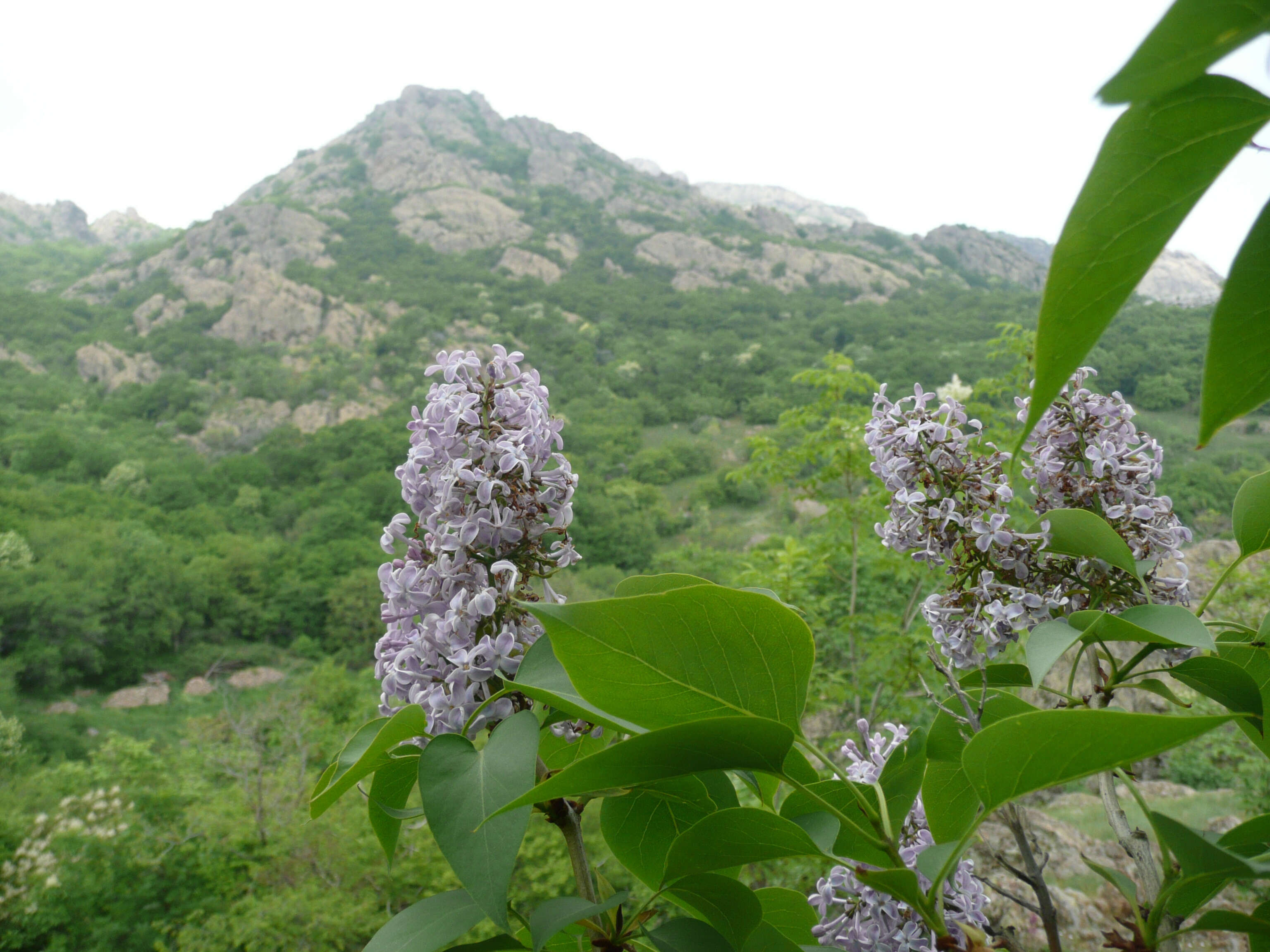 Image of Common Lilac