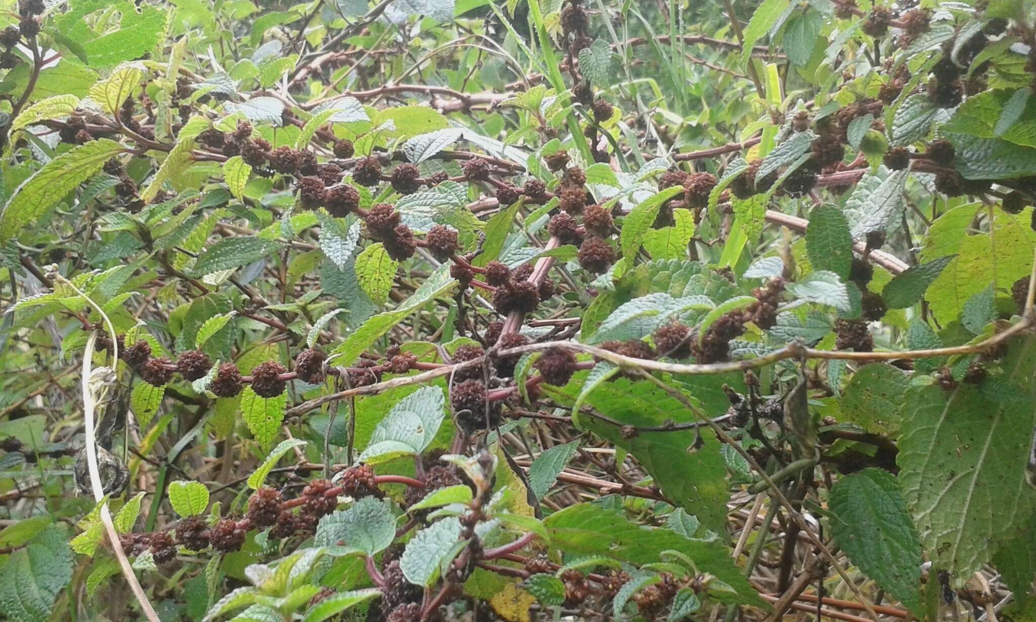 Image of Phenax hirtus (Sw.) Wedd.