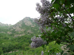 Image of Common Lilac