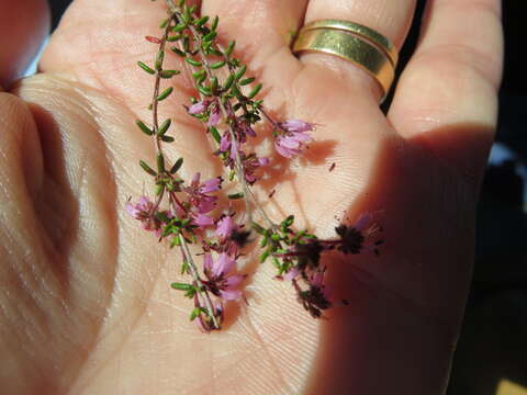 Image of Erica dispar (N. E. Br.) E. G. H. Oliver