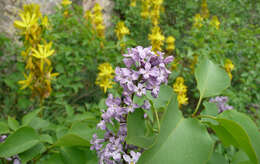 Image of Common Lilac