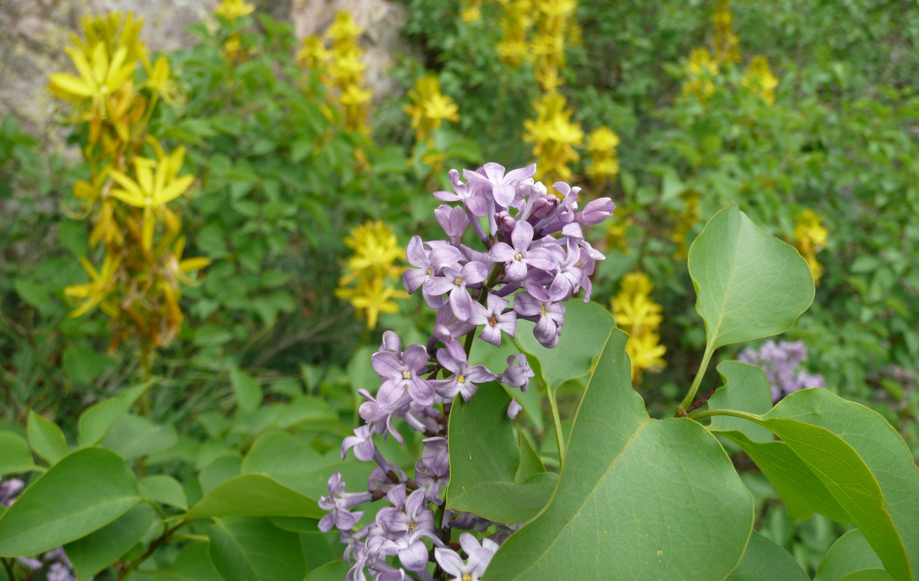 Image of Common Lilac