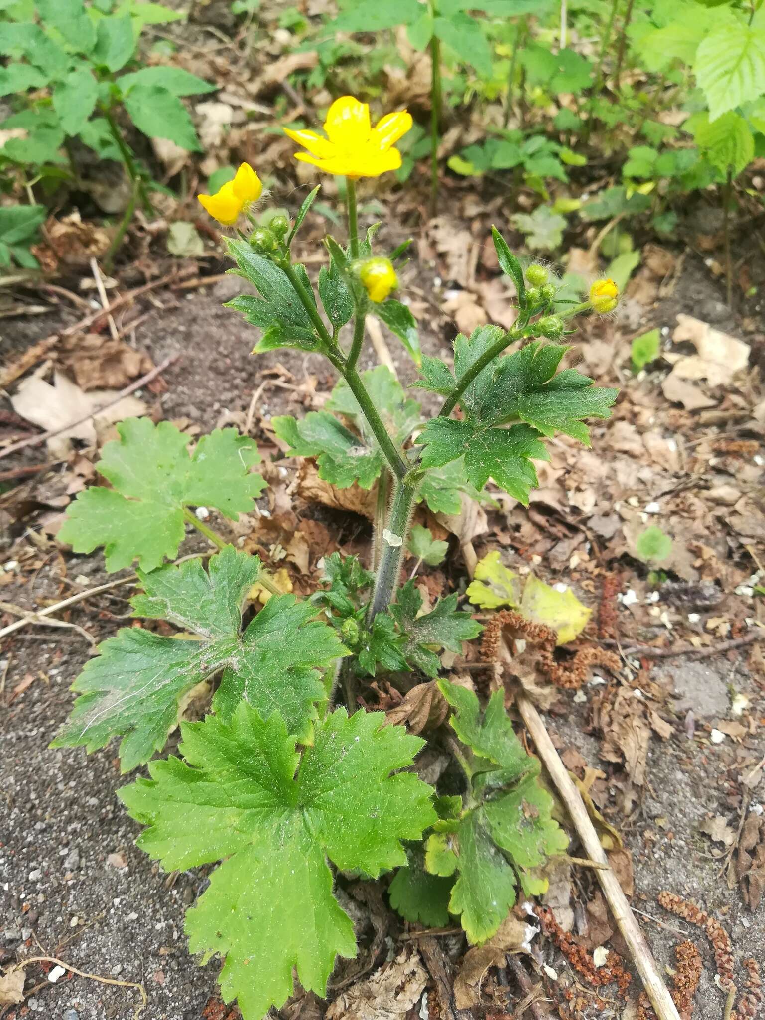 Image de Ranunculus lanuginosus L.