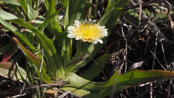 Imagem de Agoseris heterophylla var. heterophylla