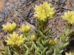 Crassula muricata Thunb. resmi