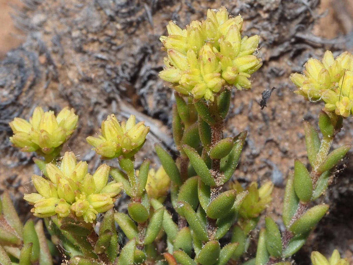 Crassula muricata Thunb. resmi