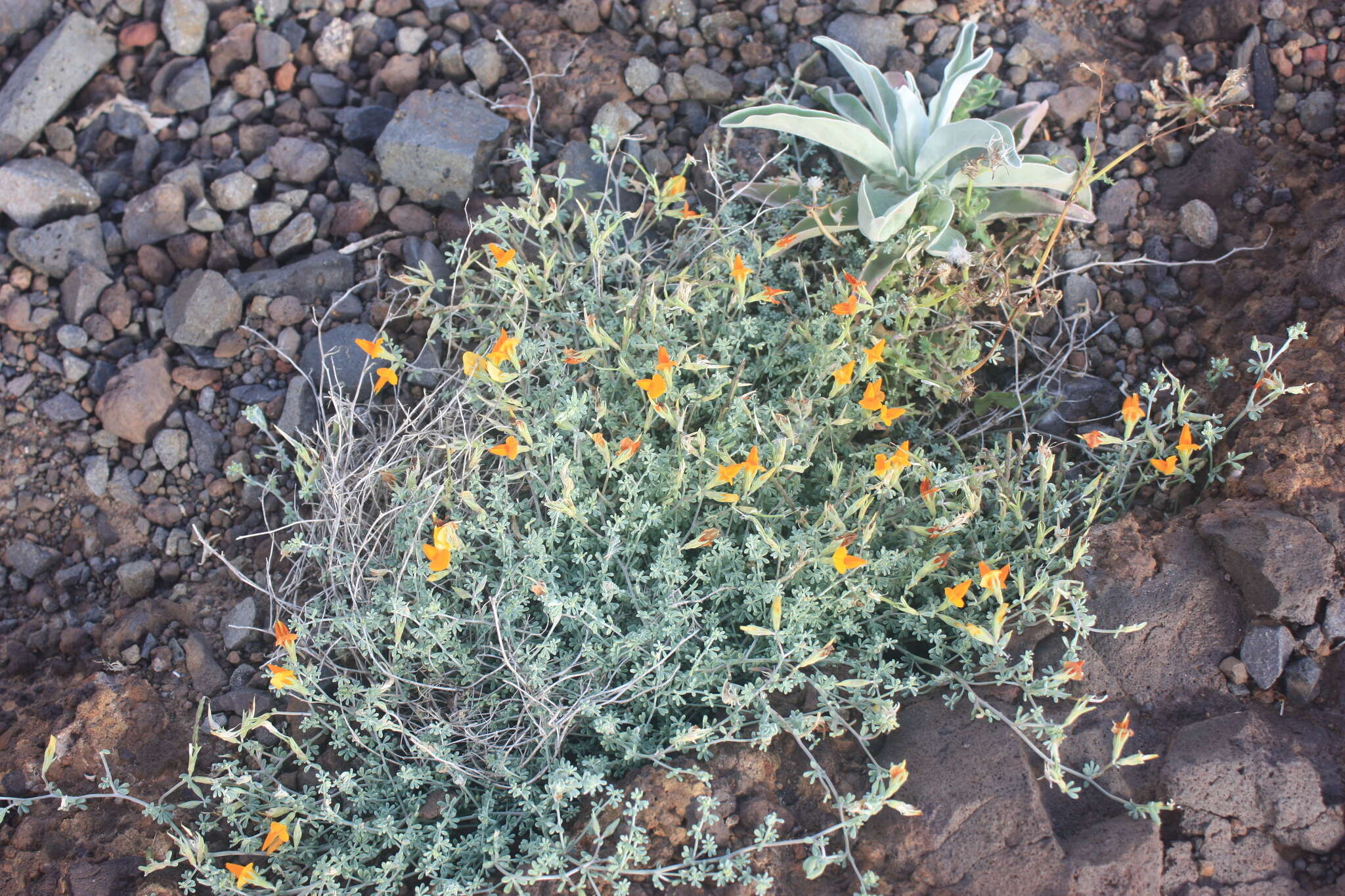 Image of Lotus glaucus Sol.