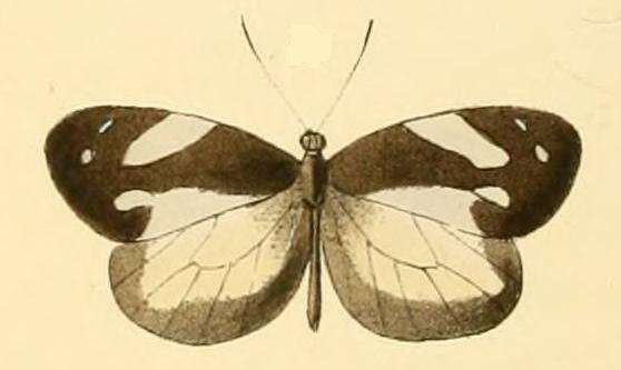 Image of Dismorphia zathoe (Hewitson (1858))