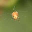 Image of Araneus triguttatus (Fabricius 1775)