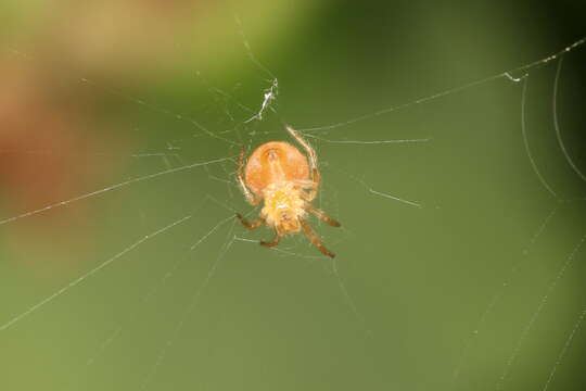 Image of Araneus triguttatus (Fabricius 1775)