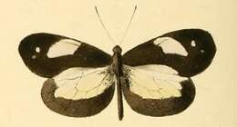 Image of Dismorphia zathoe (Hewitson (1858))