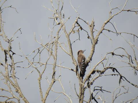 Image of Arabian Woodpecker