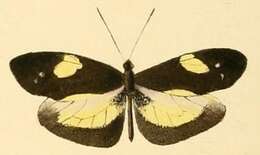 Image of Dismorphia zathoe (Hewitson (1858))