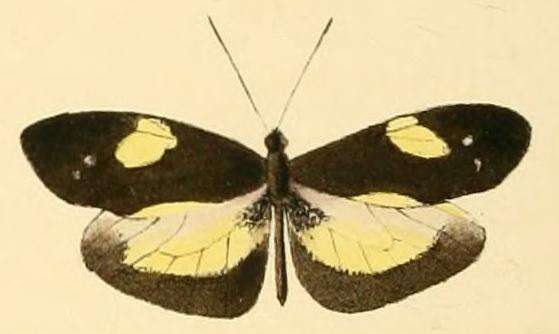 Image of Dismorphia zathoe (Hewitson (1858))