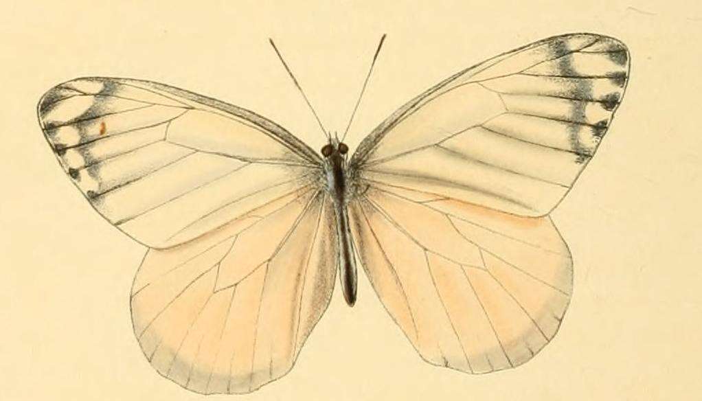 Image of Delias agostina Hewitson 1852