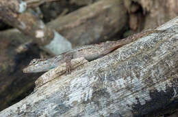 Image of Striped Anole