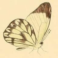 Image of Hesperocharis nera (Hewitson 1852)