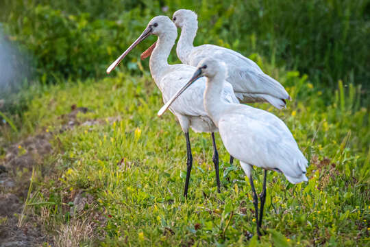 Image of Platalea leucorodia leucorodia Linnaeus 1758