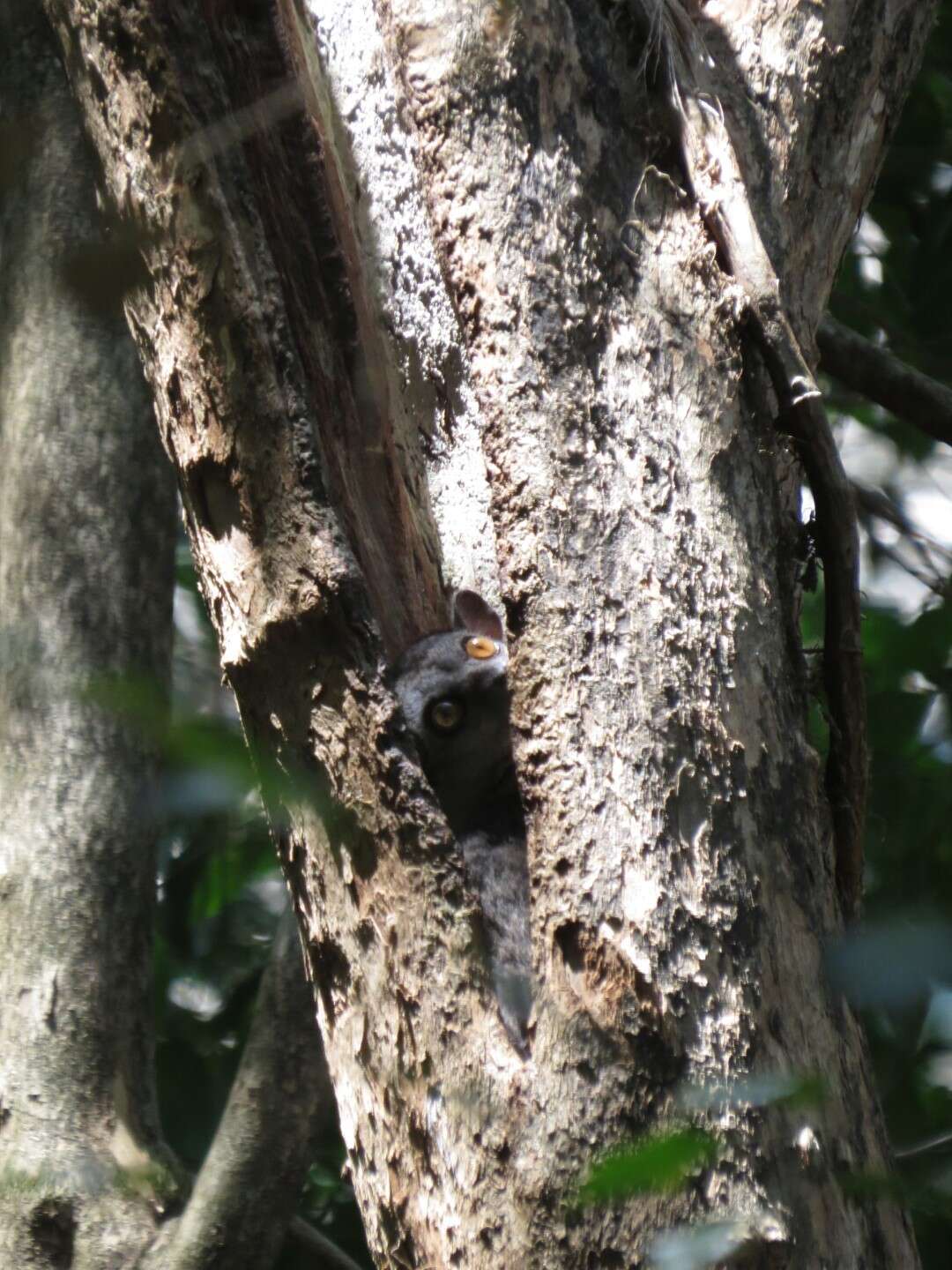 Image of Randrianasolo's Sportive Lemur