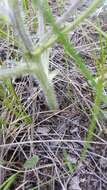 Image of large Indian breadroot