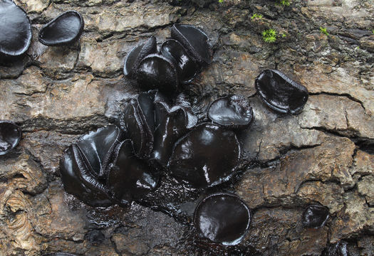 Image of Black Bulgar