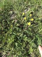 Image of palmleaf cinquefoil