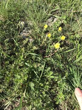 Image of palmleaf cinquefoil