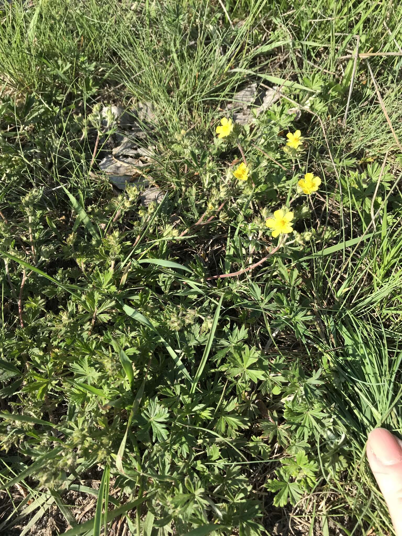 صورة Potentilla collina Wibel