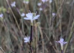 Image of Dianthus pyrenaicus Pourret