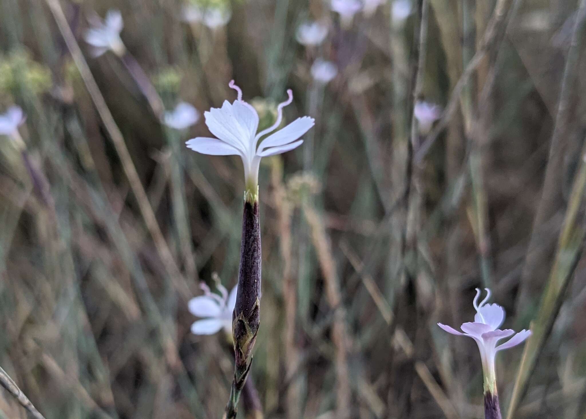 Image of Dianthus pyrenaicus Pourret