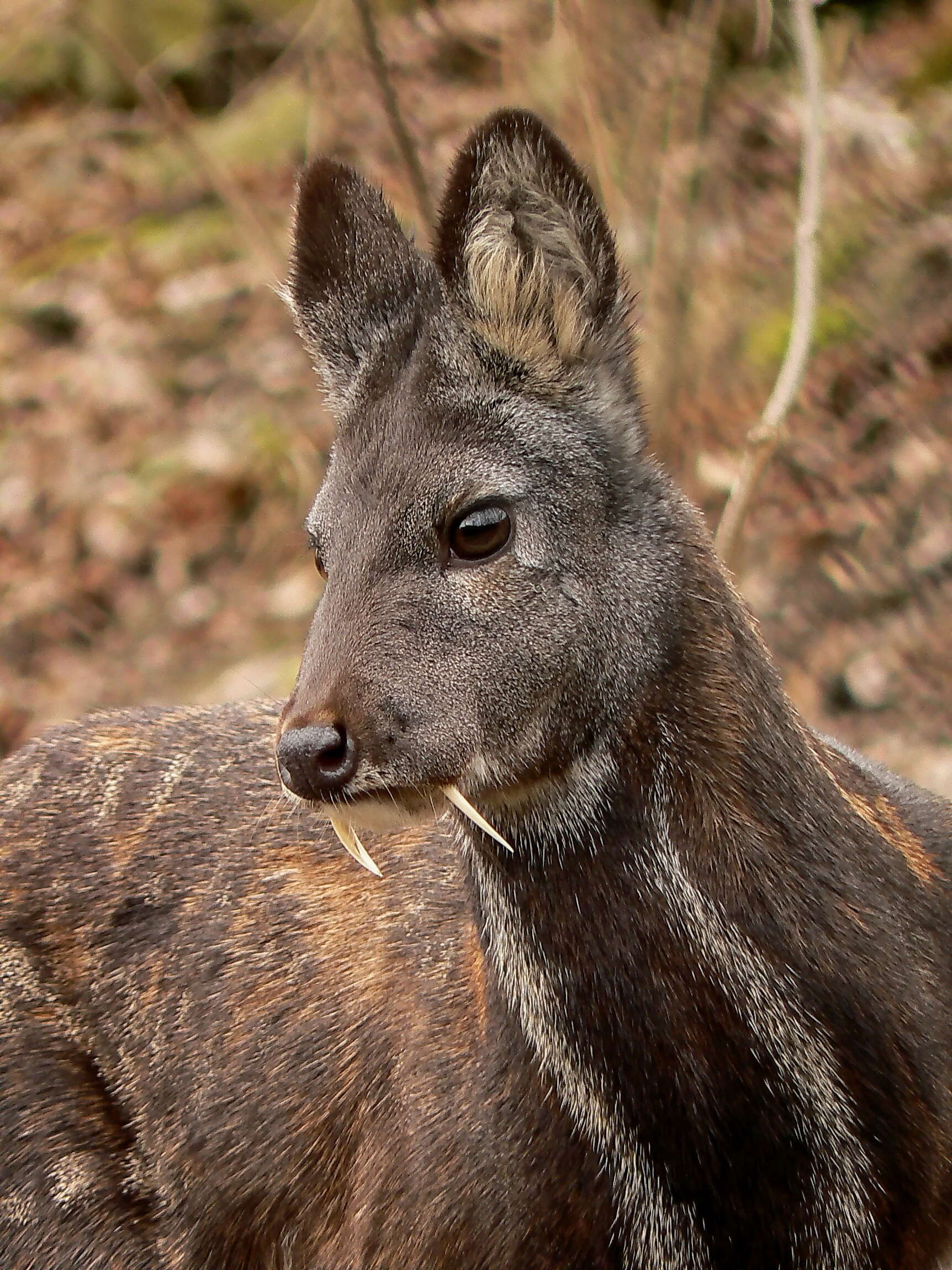 Image of Siberian Musk Deer