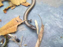 Image of Lined Supple Skink