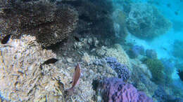 Image of Chameleon parrotfish