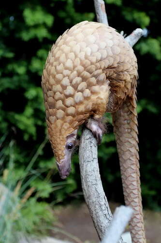 Image of tree pangolin