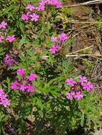 Image of Chiricahua Mountain mock vervain