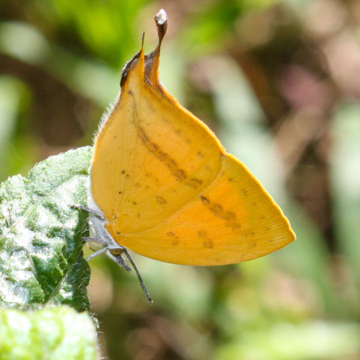 Imagem de Loxura atymnus continentalis Fruhstorfer (1912)