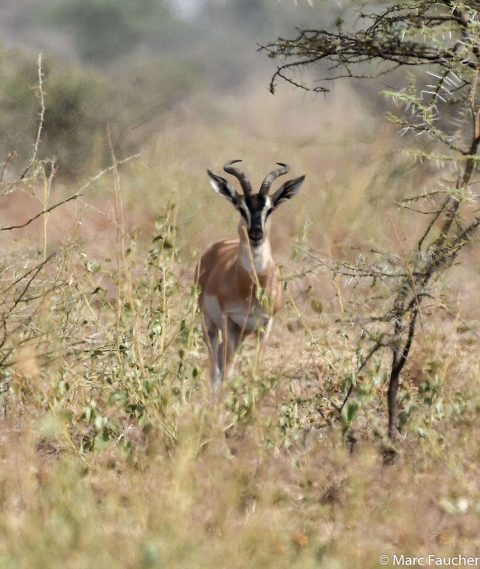 Image of Gazelle de Soemmerring