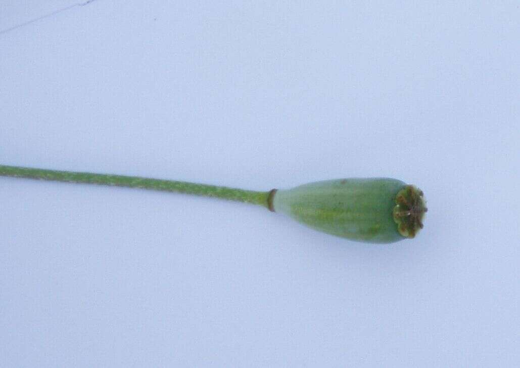 Image of Long-headed Poppy