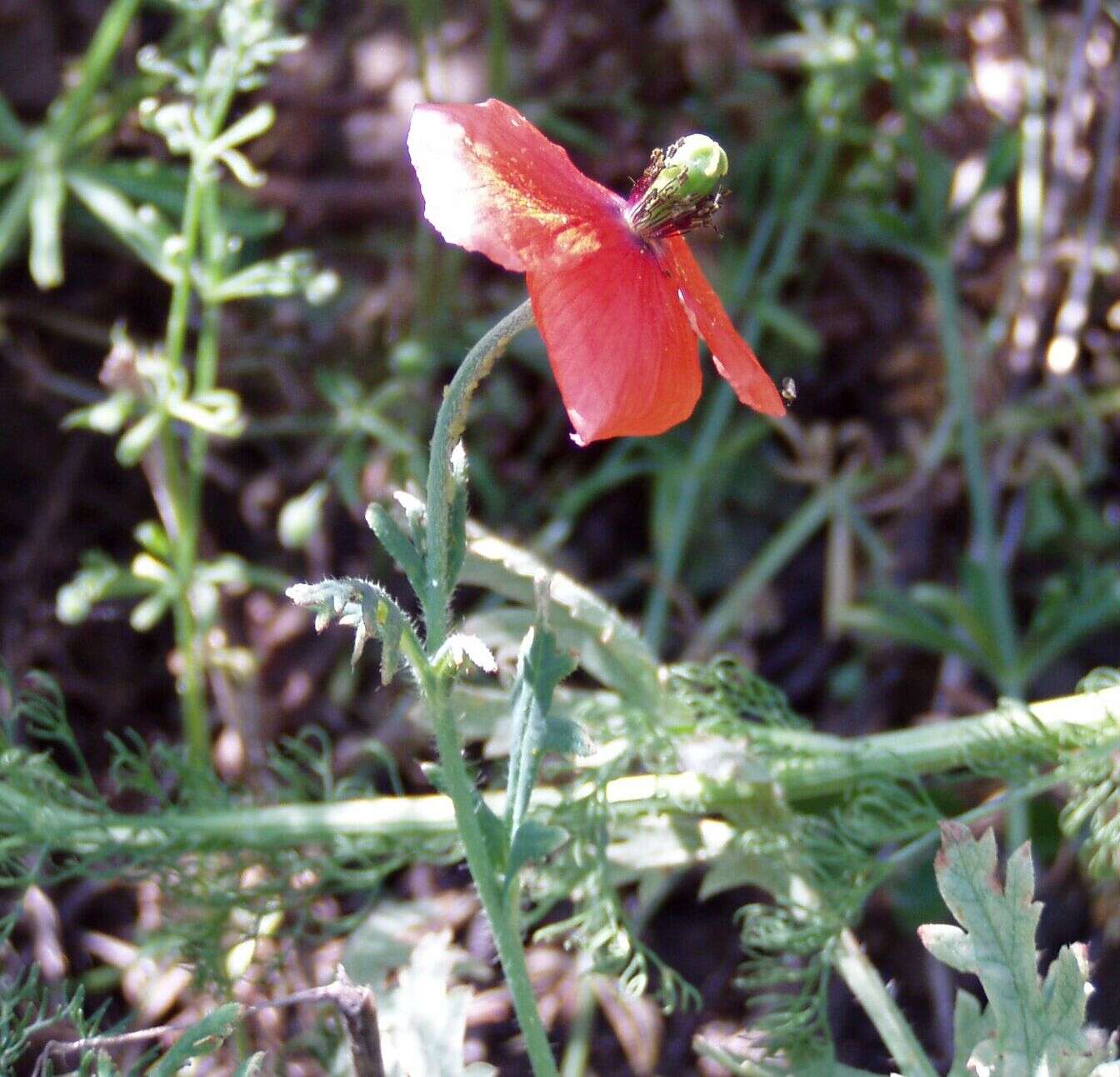 Image of Long-headed Poppy